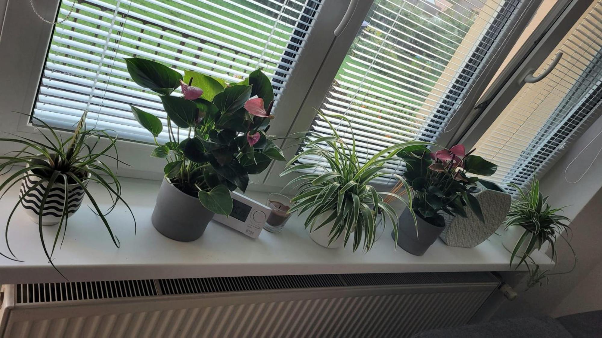 Novy Apartman Eva Jičín 外观 照片